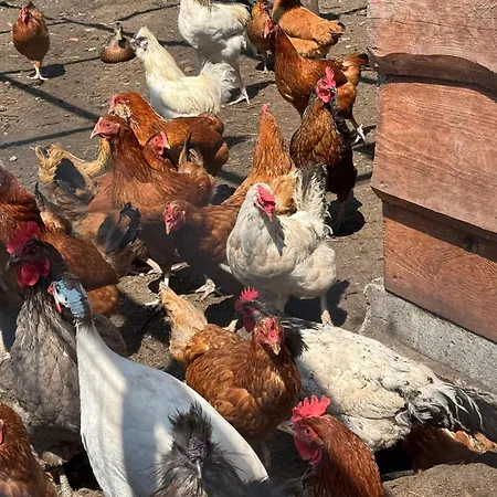 אכסניה U Piotrusia