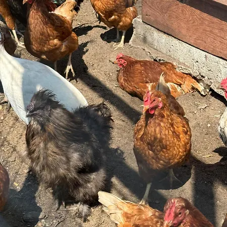 אכסניה U Piotrusia Zarnowska