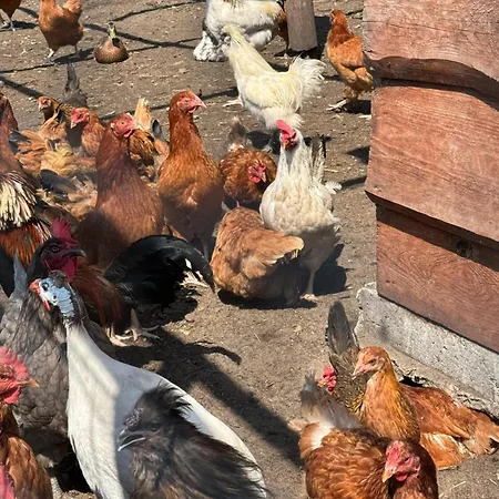 U Piotrusia אכסניה