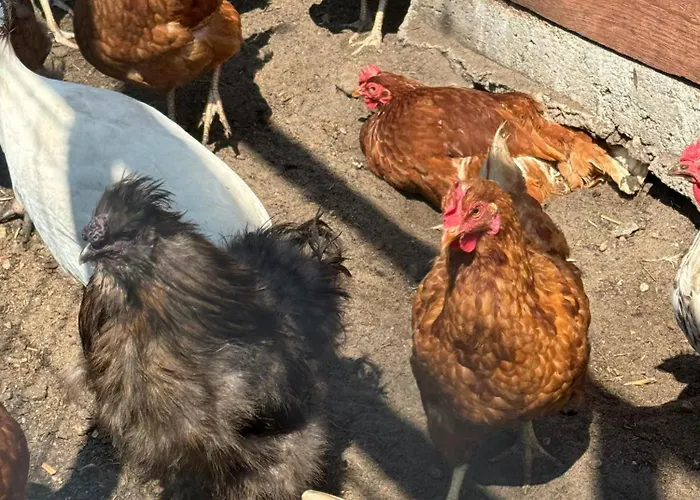 Chata U Piotrusia Zarnowska